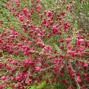 Żarnowiec ‘Boskoop Ruby’