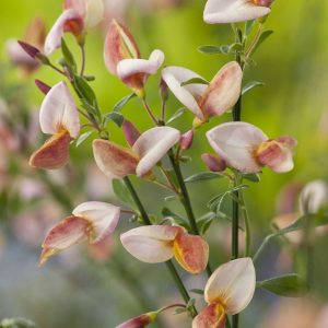 Żarnowiec ‘Zeelandia’