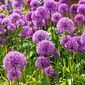 Czosnek ozdobny 'Globemaster' -cebula