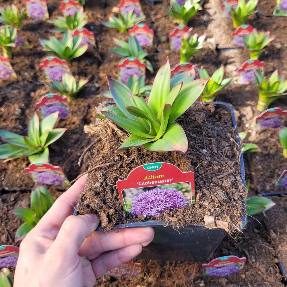 Czosnek ozdobny 'Globemaster' - obrazek 2