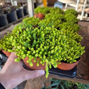 Rozchodnik 'Yellow Queen'