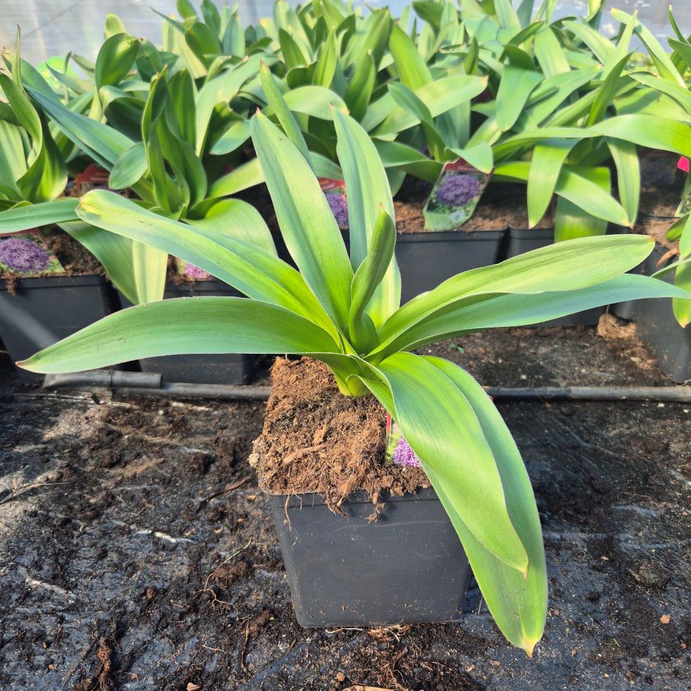 Czosnek ozdobny 'Globemaster' - obrazek 4