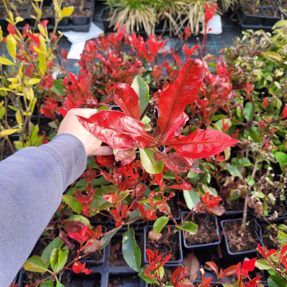 Głogownik ‘Camilvy’ - obrazek 3