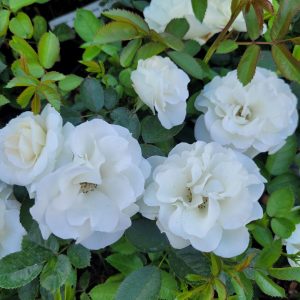 Róża Rabatowa śnieżnobiała