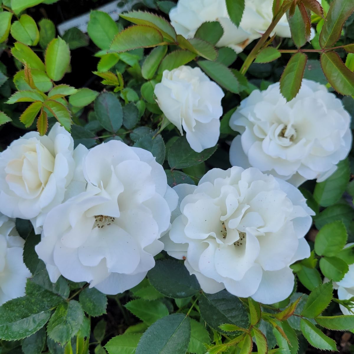 Róża Rabatowa śnieżnobiała