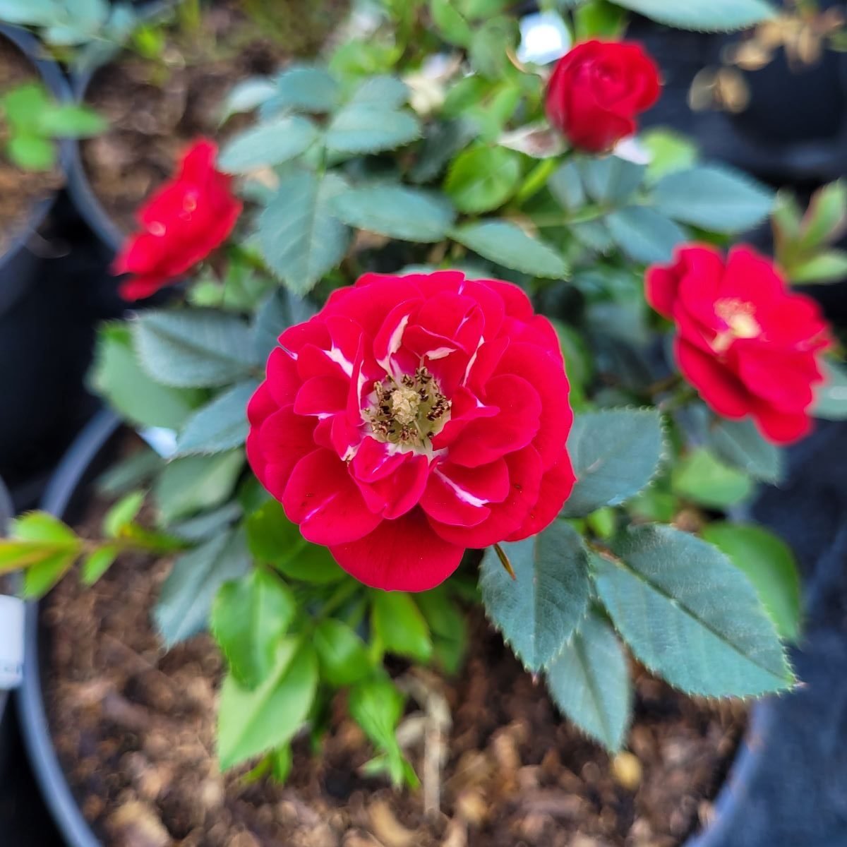 Róża okrywowa Rote The Fairy - obrazek 3