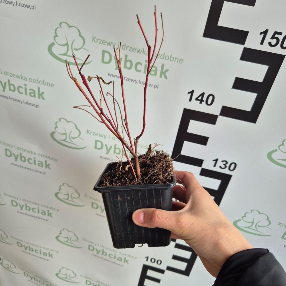 Prusznik 'Perle Rose' - obrazek 2