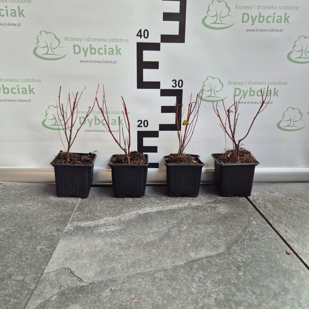 Prusznik 'Perle Rose' - obrazek 3