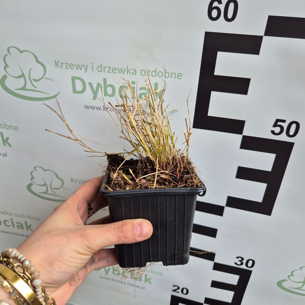 Hakonechloa smukła 'Naomi' - obrazek 2