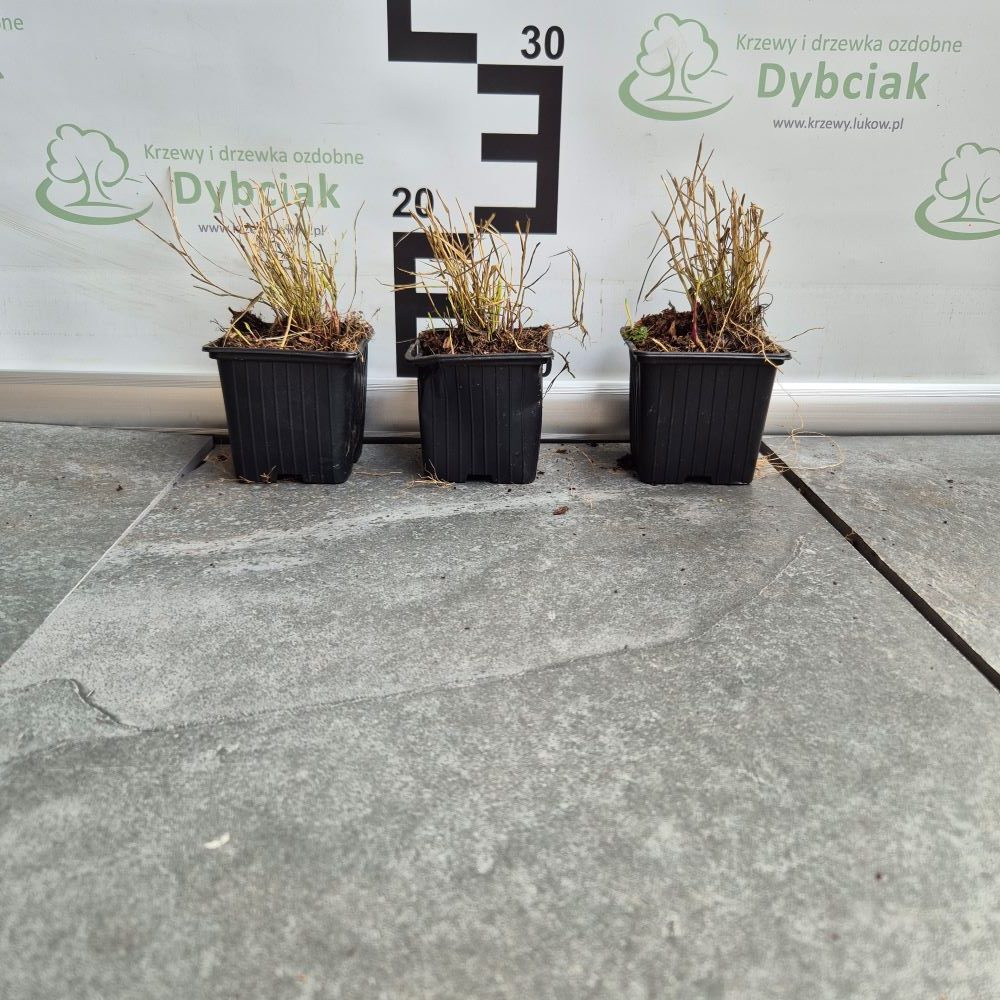 Hakonechloa smukła 'Naomi' - obrazek 3