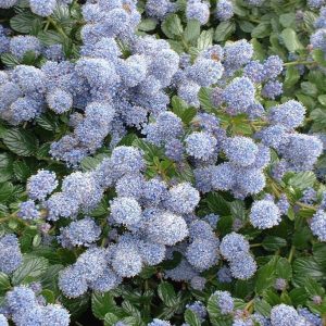 Prusznik 'Victoria' ceoantohus