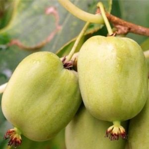 Kiwi Actinidia arguta 'Chang Bai Giant'