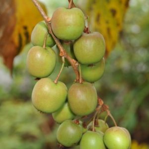 Kiwi Actinidia arguta 'Domino'