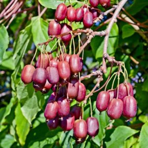 KIWI Aktinidia ostrolistna Weiki