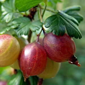 Agrest czerwony Ribes uva-crispa 'Achilles'