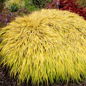 Hakonechloa smukła 'All Gold'