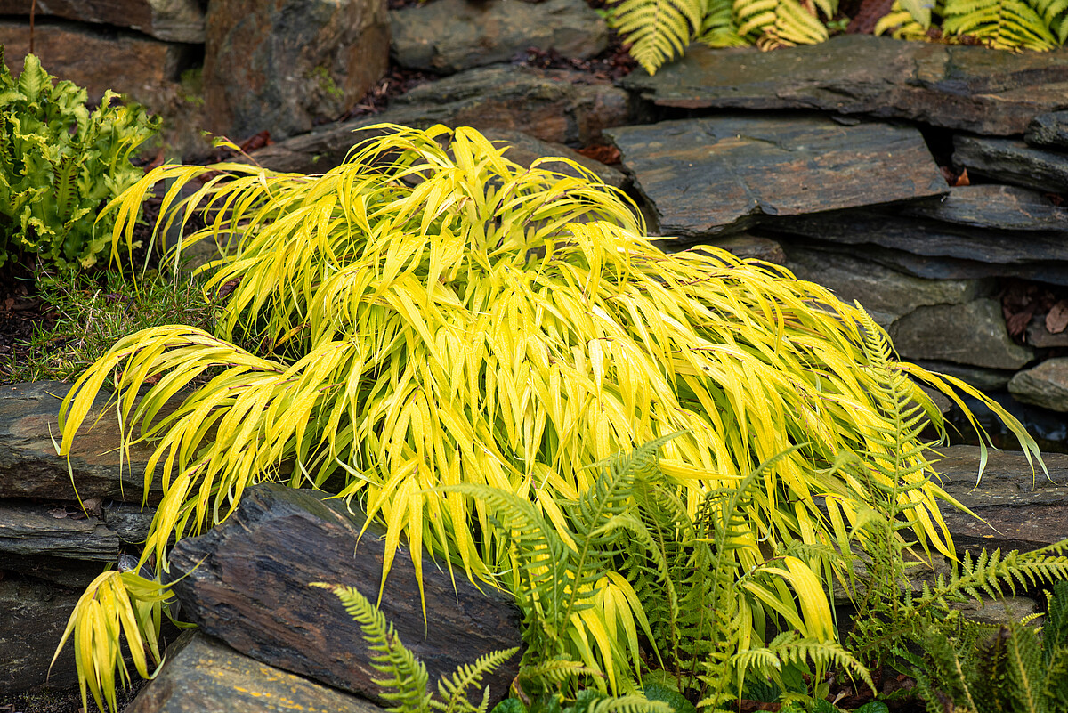 Hakonechloa smukła 'All Gold' - obrazek 4