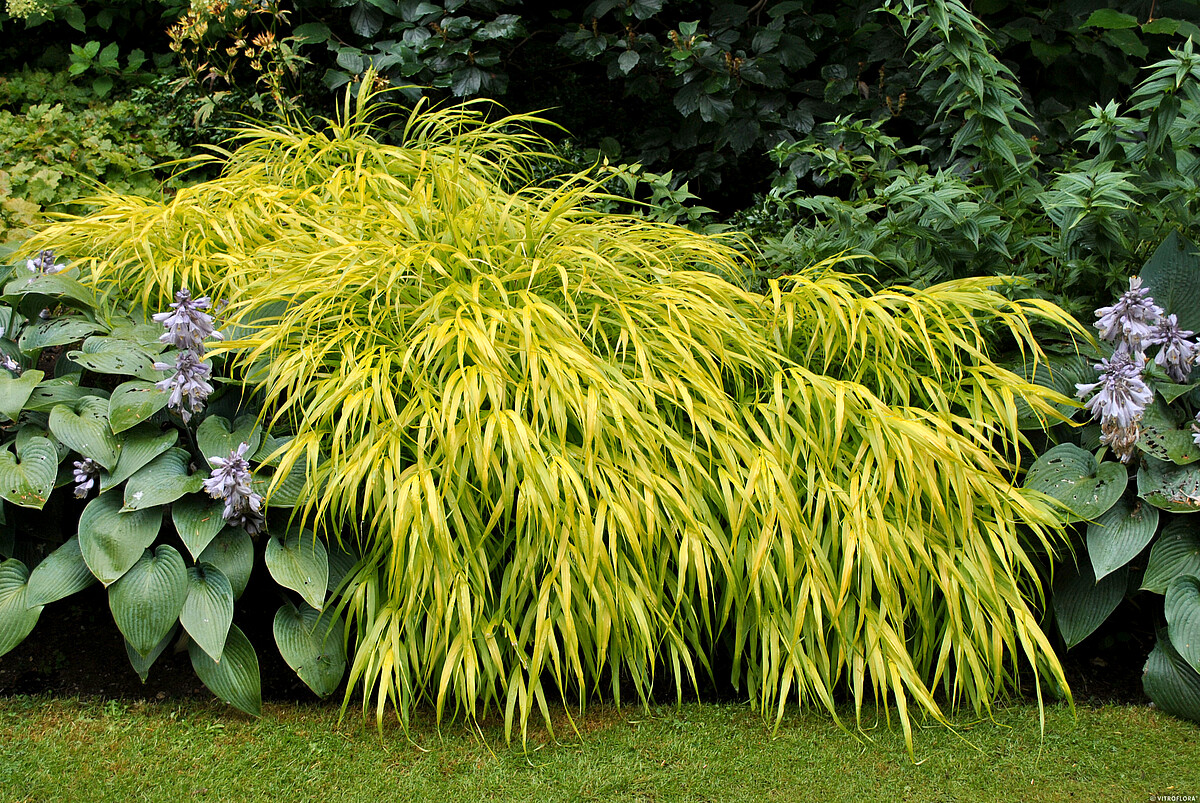 Hakonechloa smukła 'All Gold' - obrazek 5