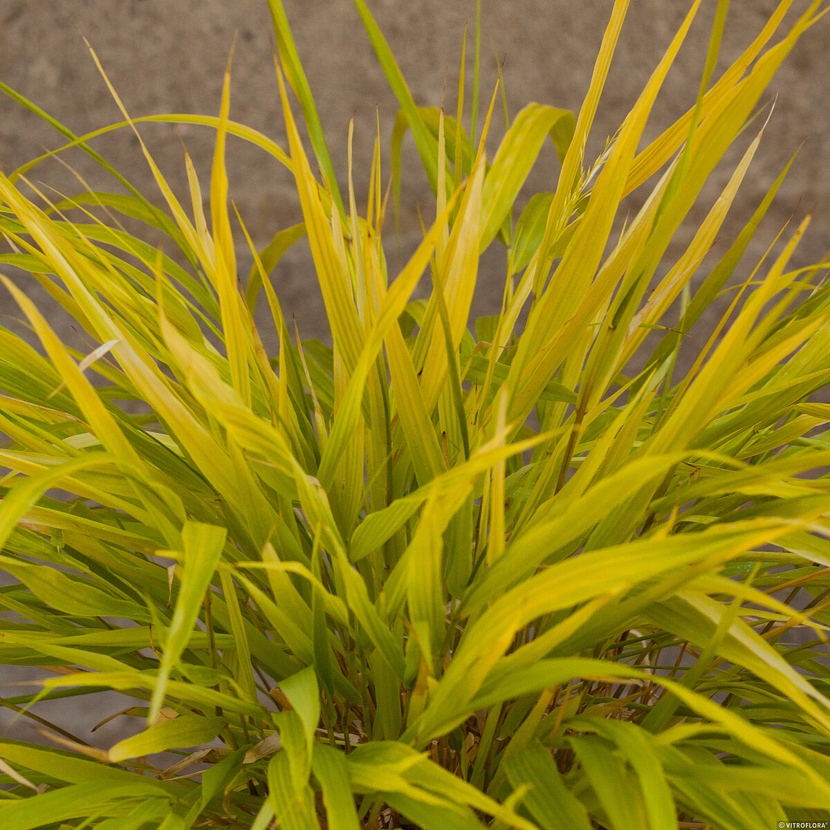 Hakonechloa smukła 'All Gold' - obrazek 6