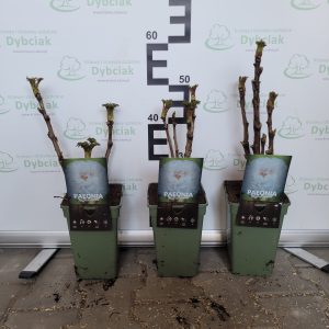 Piwonia drzewiasta Biała