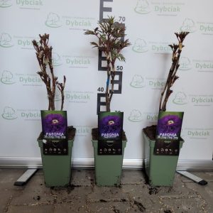 Piwonia drzewiasta fioletowa