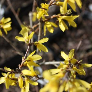 Forsycja pośrednia 'Golden Nugget'