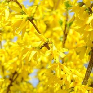 Forsycja pośrednia 'Variegata'