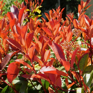 Głogownik ‘Camilvy’