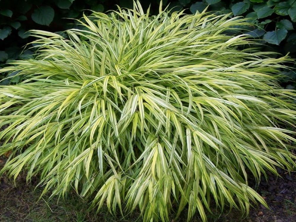 Hakonechloa smukła 'Naomi'