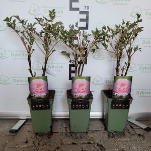 Piwonia drzewiasta jasnoróżowa