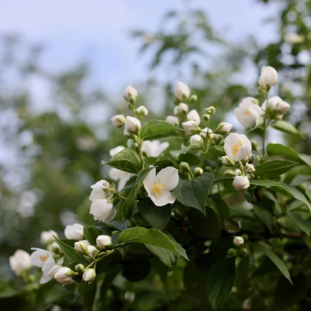 Jaśminowiec 'Manteau d’Hermine' - obrazek 2