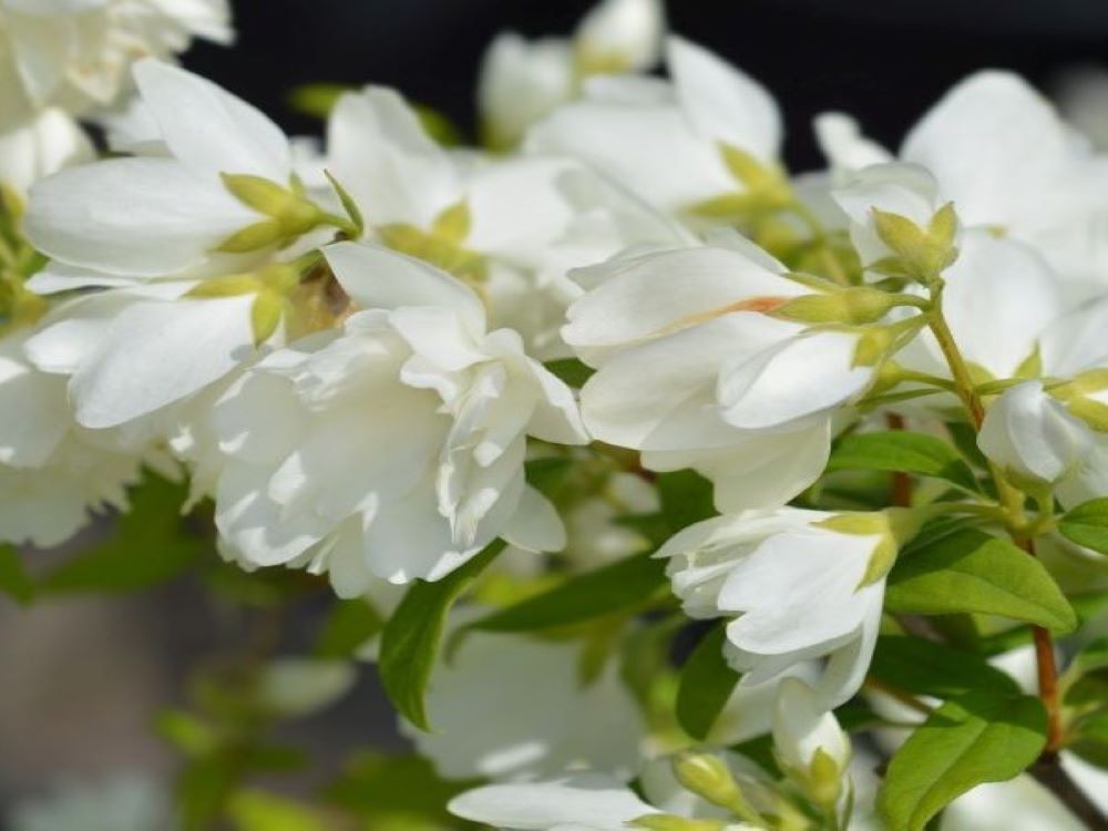 Jaśminowiec 'Manteau d’Hermine'