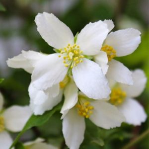 ​Jaśminowiec 'Silberregen'