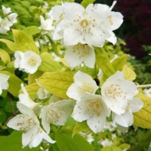 Jaśminowiec 'Aureus'