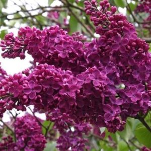 Lilak pospolity 'Andenken an Ludwig Spath'