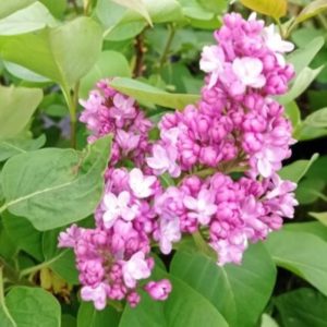Lilak pospolity 'Belle de Nancy'