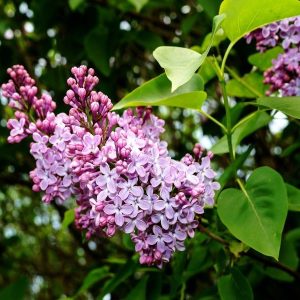 Lilak pospolity 'Pamięć o Wawiłowie'