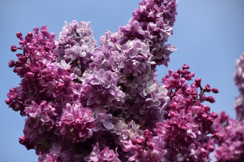 Lilak pospolity 'Prince Wolkonsky'