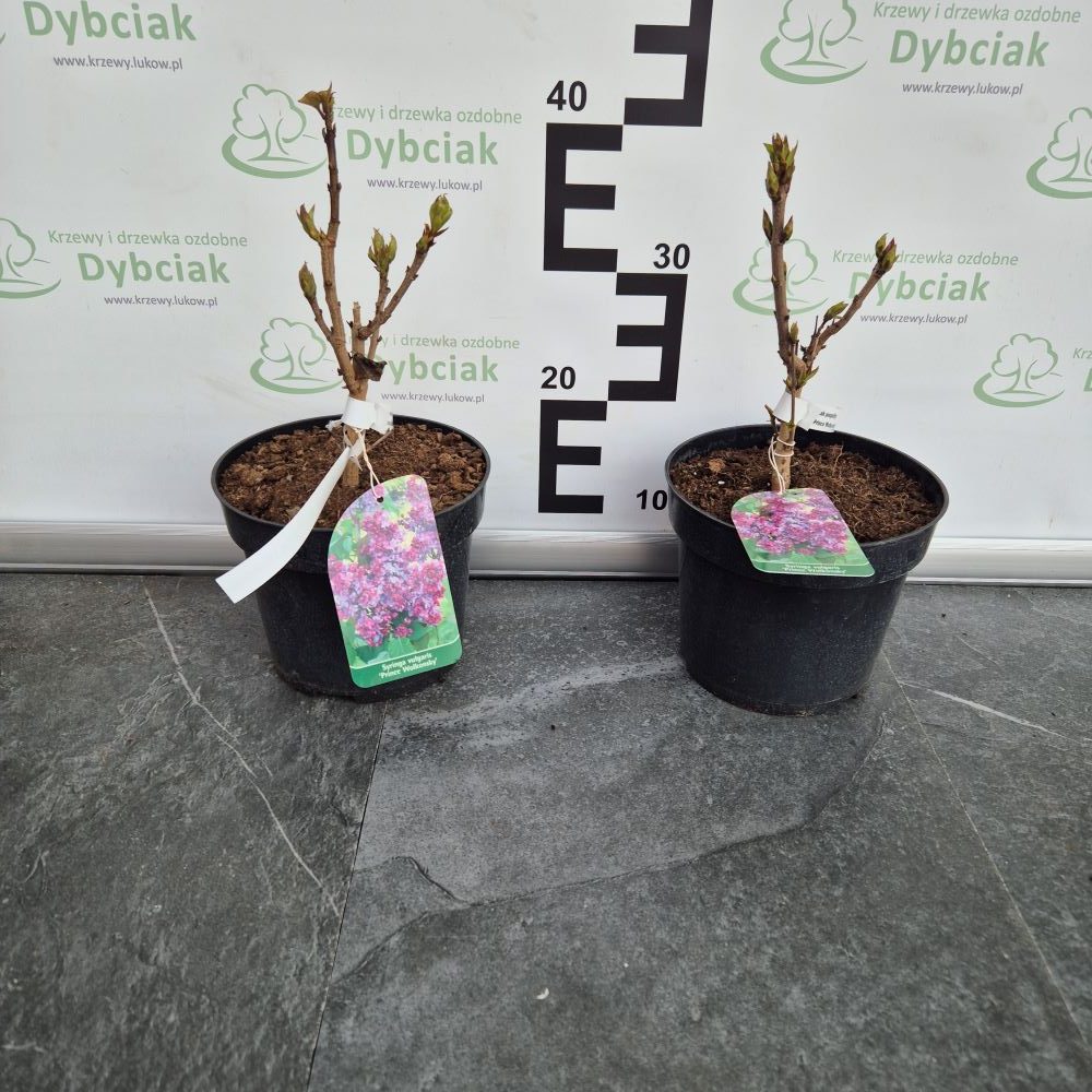 Lilak pospolity 'Prince Wolkonsky' - obrazek 2