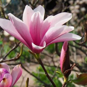 Magnolia 'Heaven Scent'