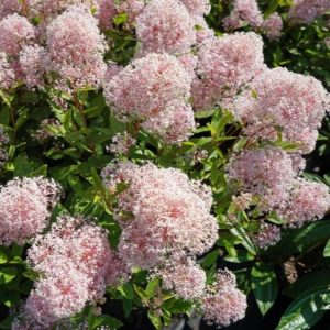 Prusznik 'Marie Simon'