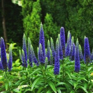 Przetacznik kłosowy 'First Glory'