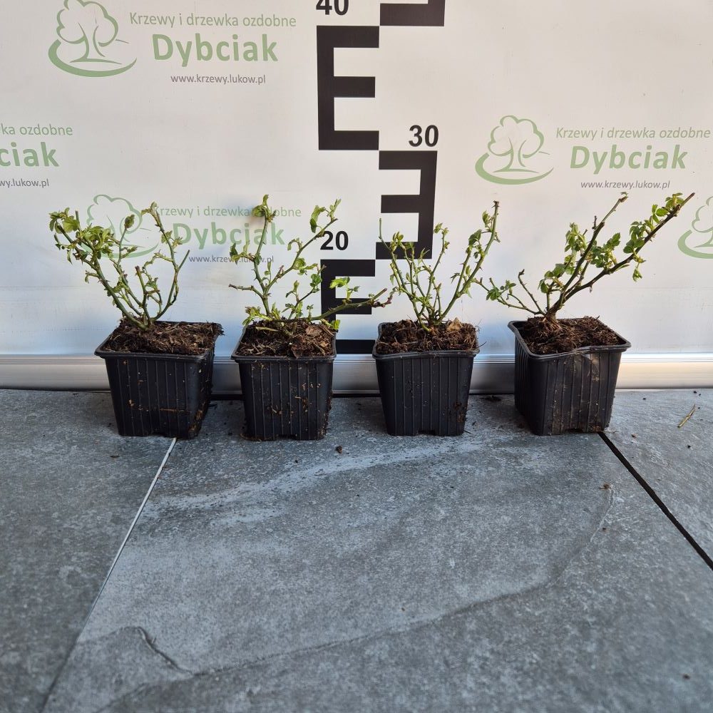 Róża okrywowa Rote The Fairy - obrazek 2