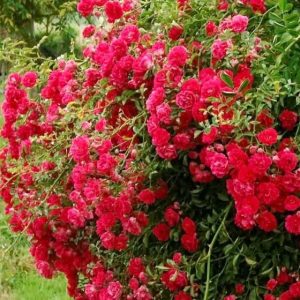 Róża okrywowa Rote The Fairy