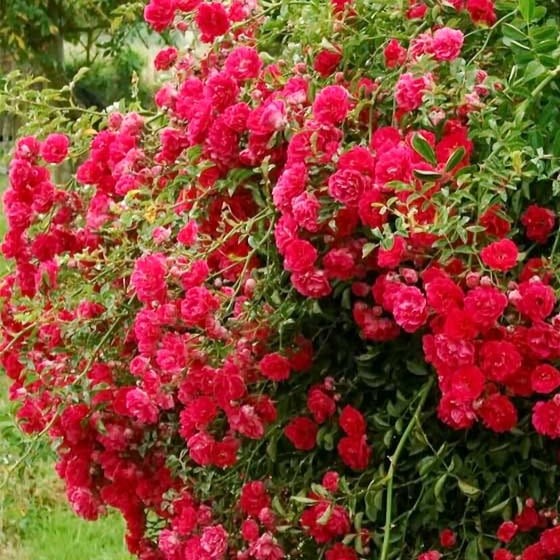 Róża okrywowa Rote The Fairy