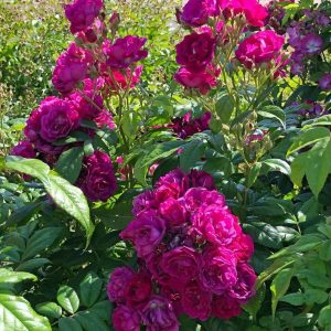 Róża pnąca purpurowa