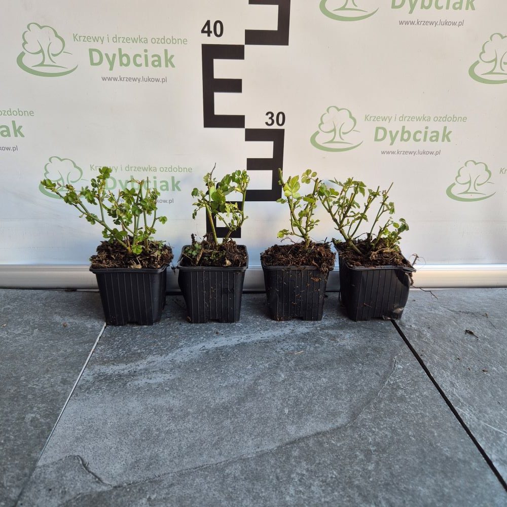 Róża Rabatowa śnieżnobiała - obrazek 2