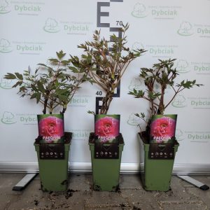 Piwonia drzewiasta ciemnoróżowa