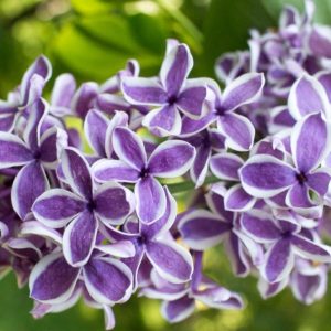 Lilak pospolity 'Sensation'