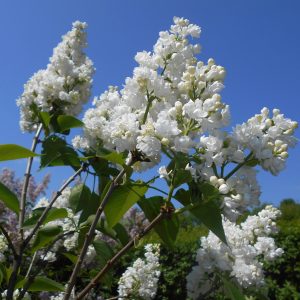 Lilak pospolity 'Miss Ellen Willmott'
